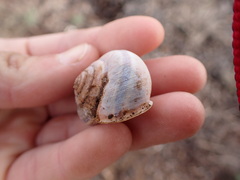 Helminthoglypta walkeriana