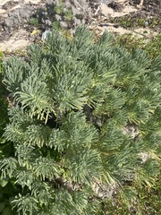 Tournefortia gnaphalodes