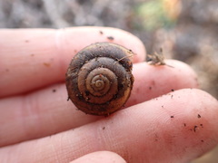 Helminthoglypta walkeriana