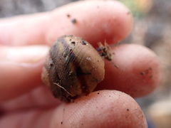Helminthoglypta walkeriana