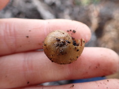 Helminthoglypta walkeriana