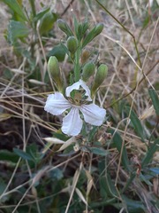 Goodenia albiflora