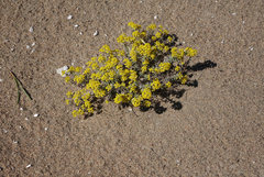 Odontarrhena obovata