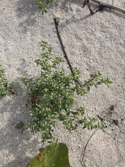 Euphorbia mesembryanthemifolia