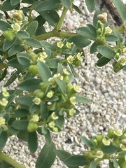 Euphorbia mesembryanthemifolia