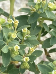 Euphorbia mesembryanthemifolia