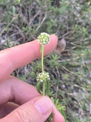Spermacoce verticillata