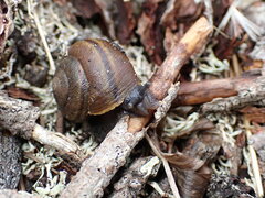 Helminthoglypta walkeriana