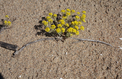 Odontarrhena obovata