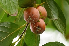 Phenacoccus pergandei