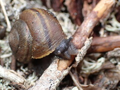 Helminthoglypta walkeriana