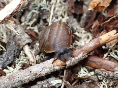Helminthoglypta walkeriana