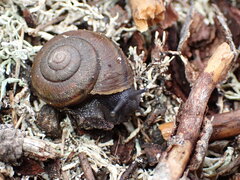 Helminthoglypta walkeriana