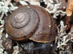 Helminthoglypta walkeriana
