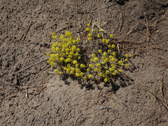 Odontarrhena obovata