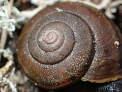 Helminthoglypta walkeriana