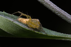 Oxyopes punctatus