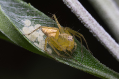Oxyopes punctatus