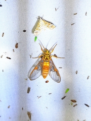 Pseudosphex aequalis