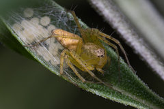 Oxyopes punctatus