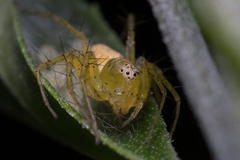 Oxyopes punctatus