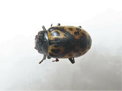 Zygogramma signatipennis