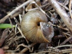 Helminthoglypta walkeriana