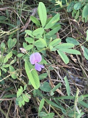 Tephrosia cinerea