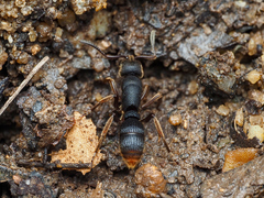 Pseudoneoponera