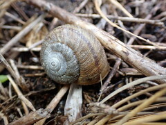 Helminthoglypta walkeriana