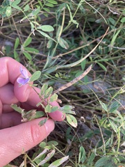 Tephrosia cinerea