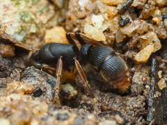 Pseudoneoponera