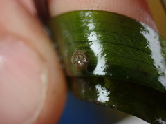Eulithidium