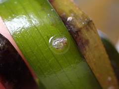 Eulithidium