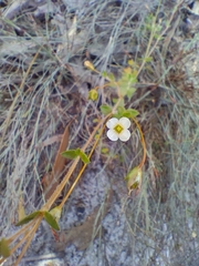 Mitrasacme polymorpha