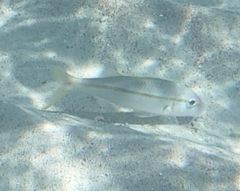 Mulloidichthys martinicus