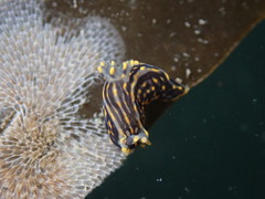Polycera atra