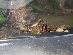 Polycera atra