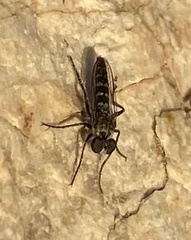 Backomyia