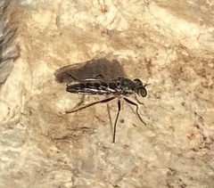 Backomyia