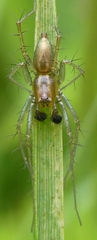 Oxyopes salticus