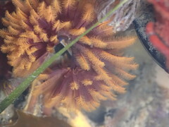 Eudistylia polymorpha