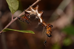 Harrisimemna trisignata