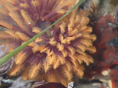 Eudistylia polymorpha