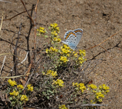 Odontarrhena obovata