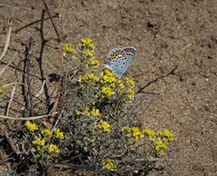 Odontarrhena obovata
