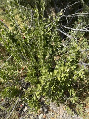 Schaefferia cuneifolia