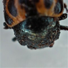 Zygogramma signatipennis