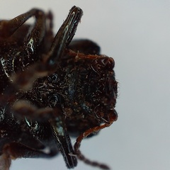 Zygogramma signatipennis
