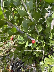 Schaefferia cuneifolia